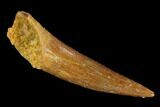 Fossil Pterosaur (Siroccopteryx) Tooth - Morocco #127686-1